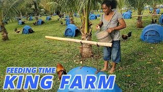 Beautiful Area Feeding Time King Farm - Big Farm Philippines screenshot 2