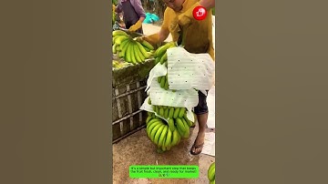 Banana Harvest and Cleaning Process 🍌💧🌿