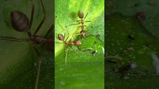 oecophylla smaragdina(weaver Ants)💚🤺#ants #antskeeping #asia #nature #wildanimals #wild #weaverants