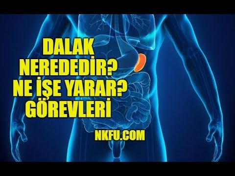 Video: Dalak nasıl ağrır ve nerede bulunur