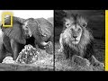 Michael Nichols: Photographing Africa's Wildest Beasts | Nat Geo Live
