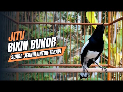 Perkutut Lokal Gacor Suara Pancingan Burung Perkutut Paling Ampuh Langsung Nyaut Gacor #perkutut