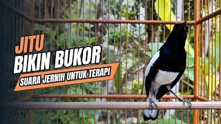 suara BURUNG kacer GACOR ngeplong KONSLET Tarung ini Paling Ampuh buat PANCINGAN KACER agar EMOSI