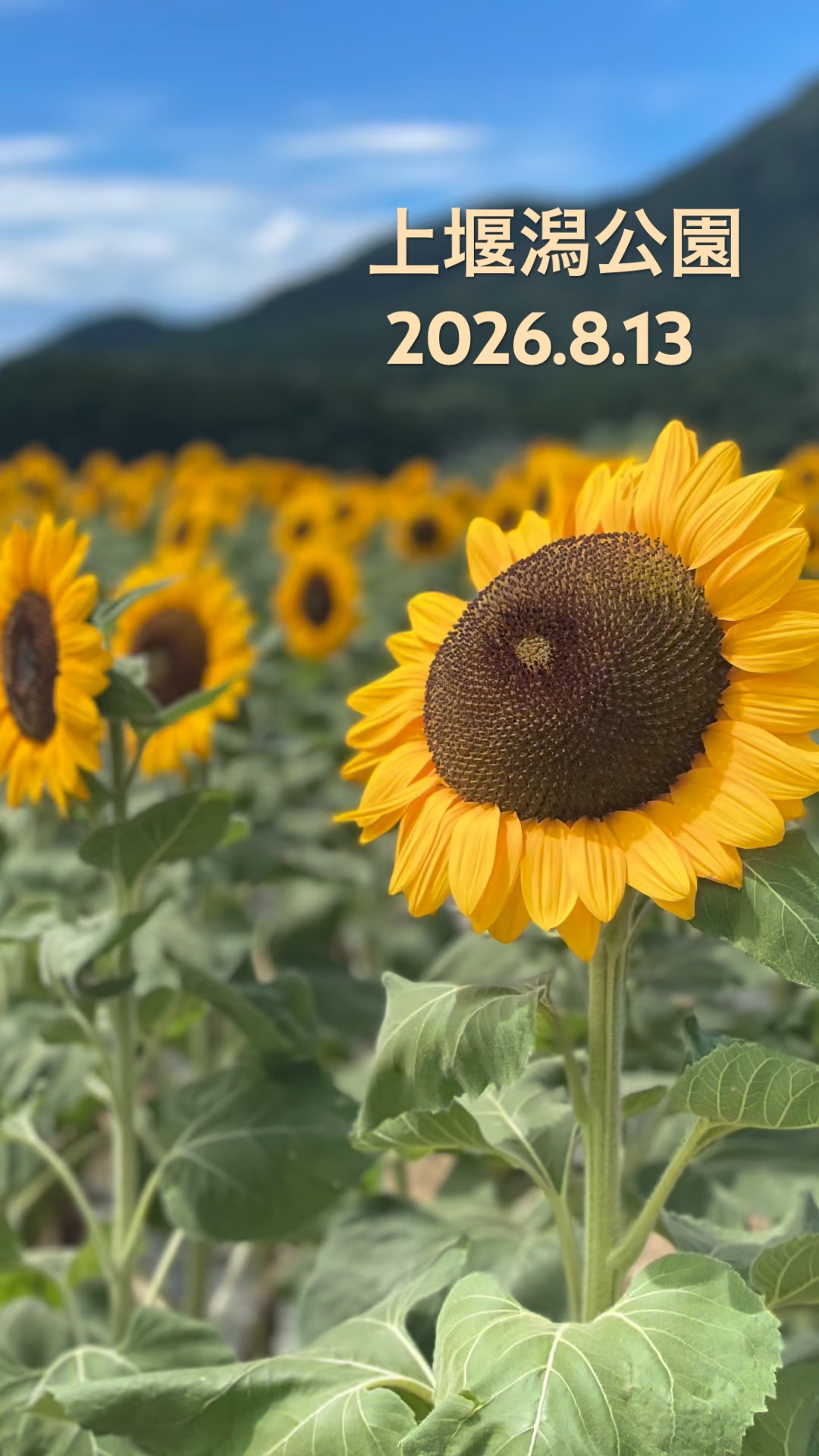 向日葵🌻2026.8.13 新潟市上堰潟公園 - YouTube