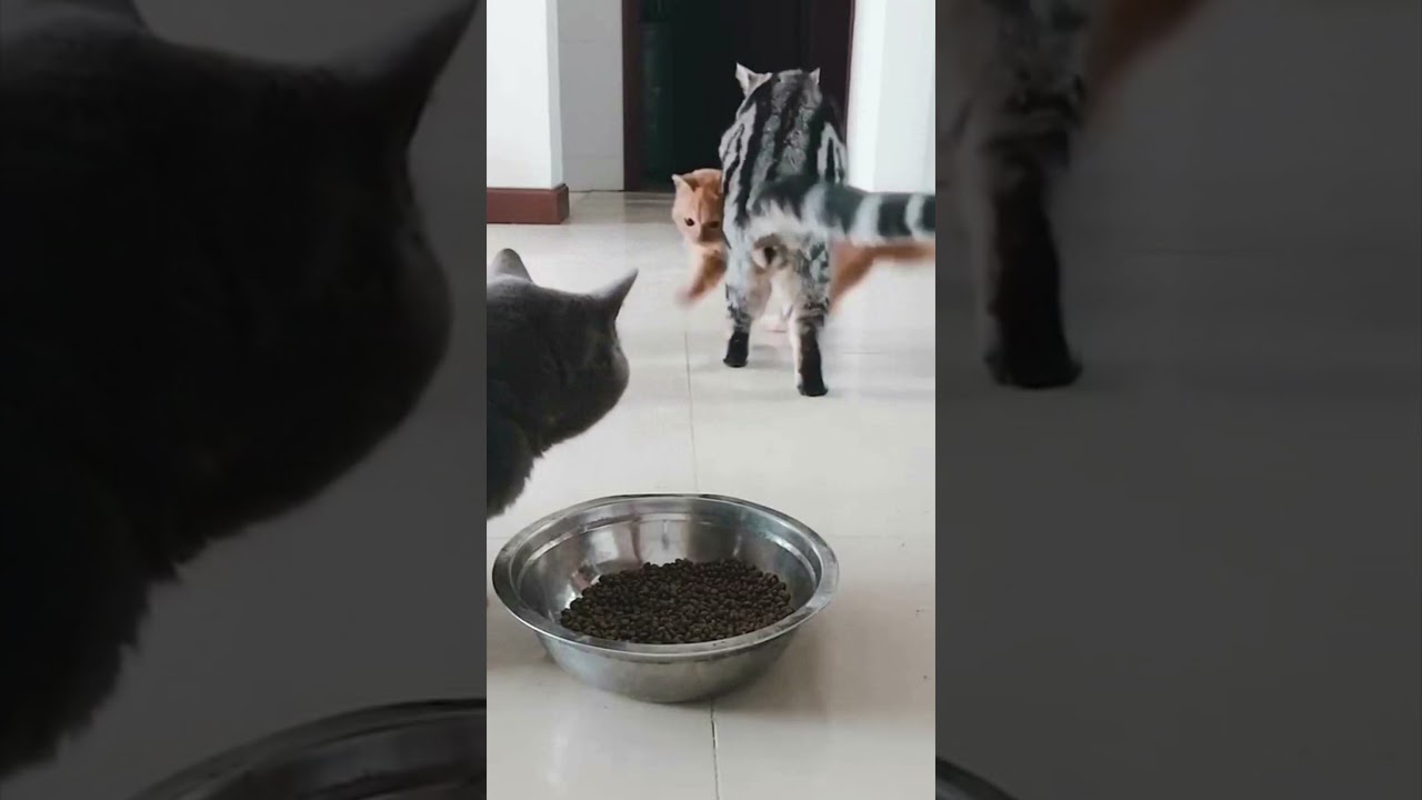 🐱 Cats Reacting to a Sudden Light Change 🐱💡 