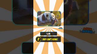 Famous Two Truths and a Lie: Can You Spot the Fake? 🤔 #Shorts #quizchallenge Profile