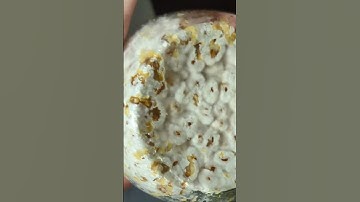 🔍Identifying and dealing with contaminated grain spawn. ☣️