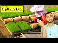 الطريقة الجديدة لزراعة الأرز والحصاد شيء لا يصدق في تايوان 