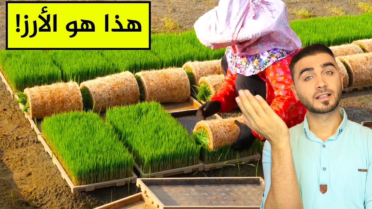 الطريقة الجديدة لزراعة الأرز😱 والحصاد شيء لا يصدق في تايوان😱