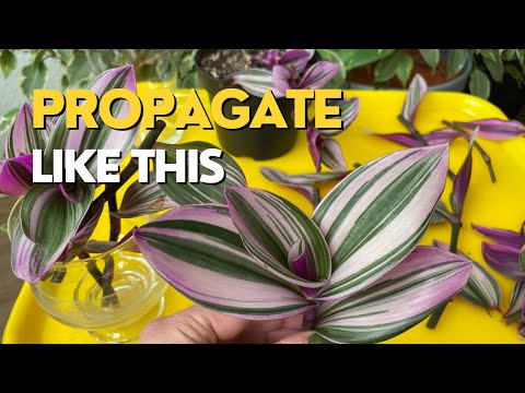 Video: Inch Plant Cutting Propagation – So züchten Sie Inch-Pflanzenstecklinge