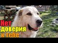 Ломовая лошадь》Семейное счастье》Кто лучший пес