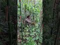 The flowers in the forest are so beautiful.1
