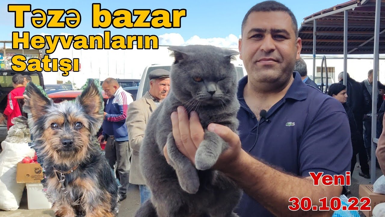Təzə bazar heyvanların satışı 30.10.22 #mubarizemintv #tezebazar #it #pişik #dovsan