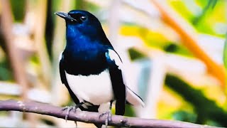 Oriental Magpie-robin, black and white tones, adapted to the cyclical rotation in the universe