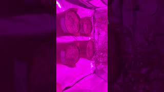 Growing Sativa Cannabis Plants