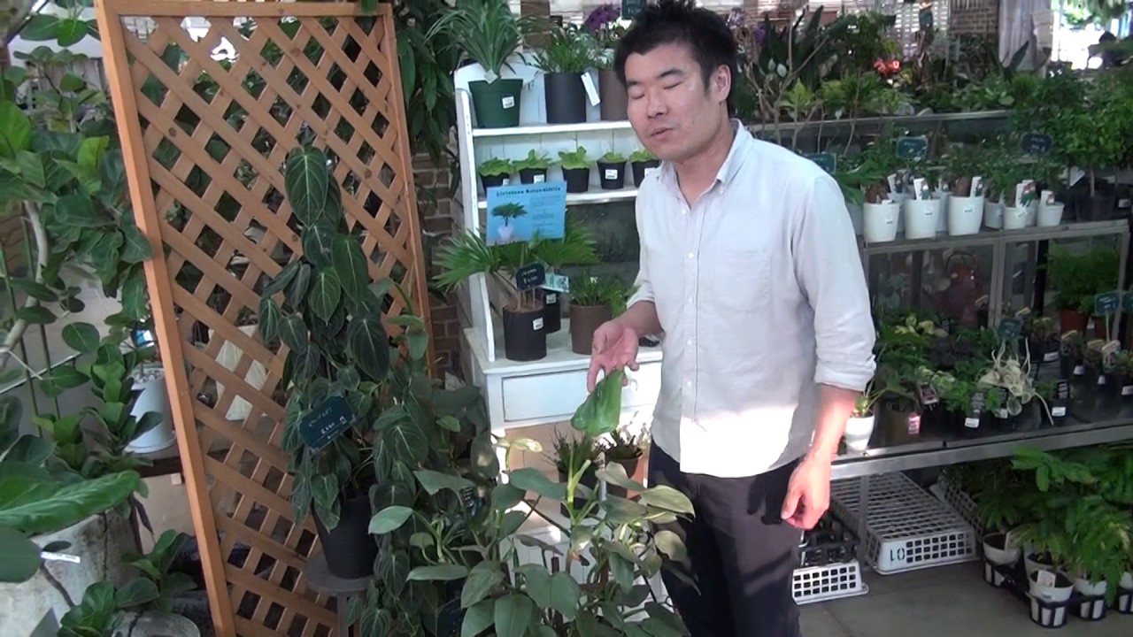 フィロデンドロン シルバーメタル の育て方 日常管理 Youtube