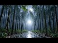 Bamboo Forest Rain Sounds Under Moonlight Ambience
