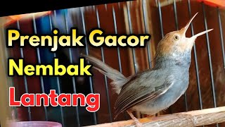 Suara Prenjak Kepala Merah Gacor Nembak VOLUME Lantang