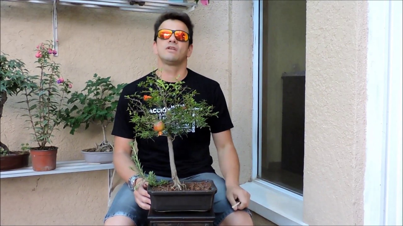 bonsái granado(púnica granatum) el 4x4 todo terreno de los bonsái!!!!!