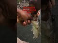 BASS ARE EATING AT NICE MILL DAM