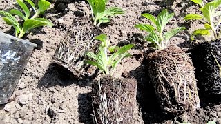 Рассаживаю черенки метельчатой гортензии в открытый грунт 🌿🌿Где будут зимовать мои укореняшки🌱