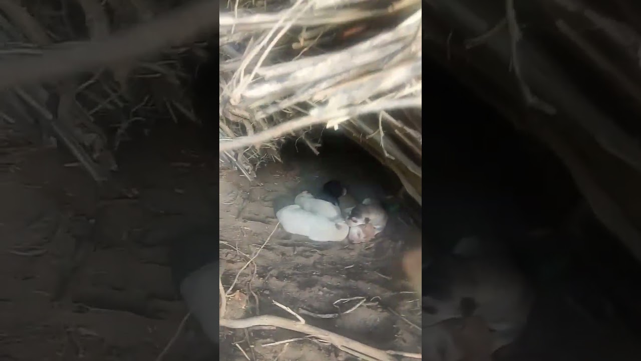 Dog Baby - Newborn puppy crying sounds 