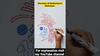 Structure of Endoplasmic Reticulum | Cell Organelles  #shorts #biology #science