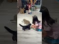 #catcafe #catlovers #animallovers #youtubeshorts #shortvideo #love #enjoy