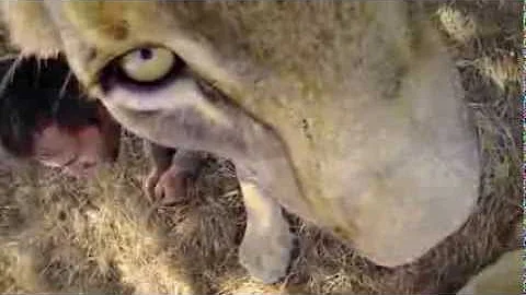 GoPro HERO3+ EXL Edition: Smaller, lighter, mightier still.