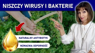 Ten Olejek Podbija Świat Zdrowia. Sposób Na Niekonwencjonalną Odporność Natalia Samarec