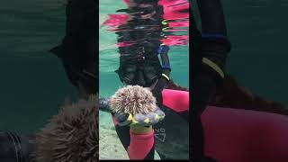 Matt the Merman 🐠🧜‍♂️ 🔱 #freediving #snorkling #bahamas #sailingbyefelicia