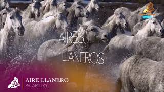 Video thumbnail of "PAJARILLO | AIRE LLANERO"