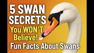5 Swan Secrets You WON’T Believe! Fun Facts About Swans