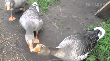 Best Fails of the Week 2 November 2015    FailArmy