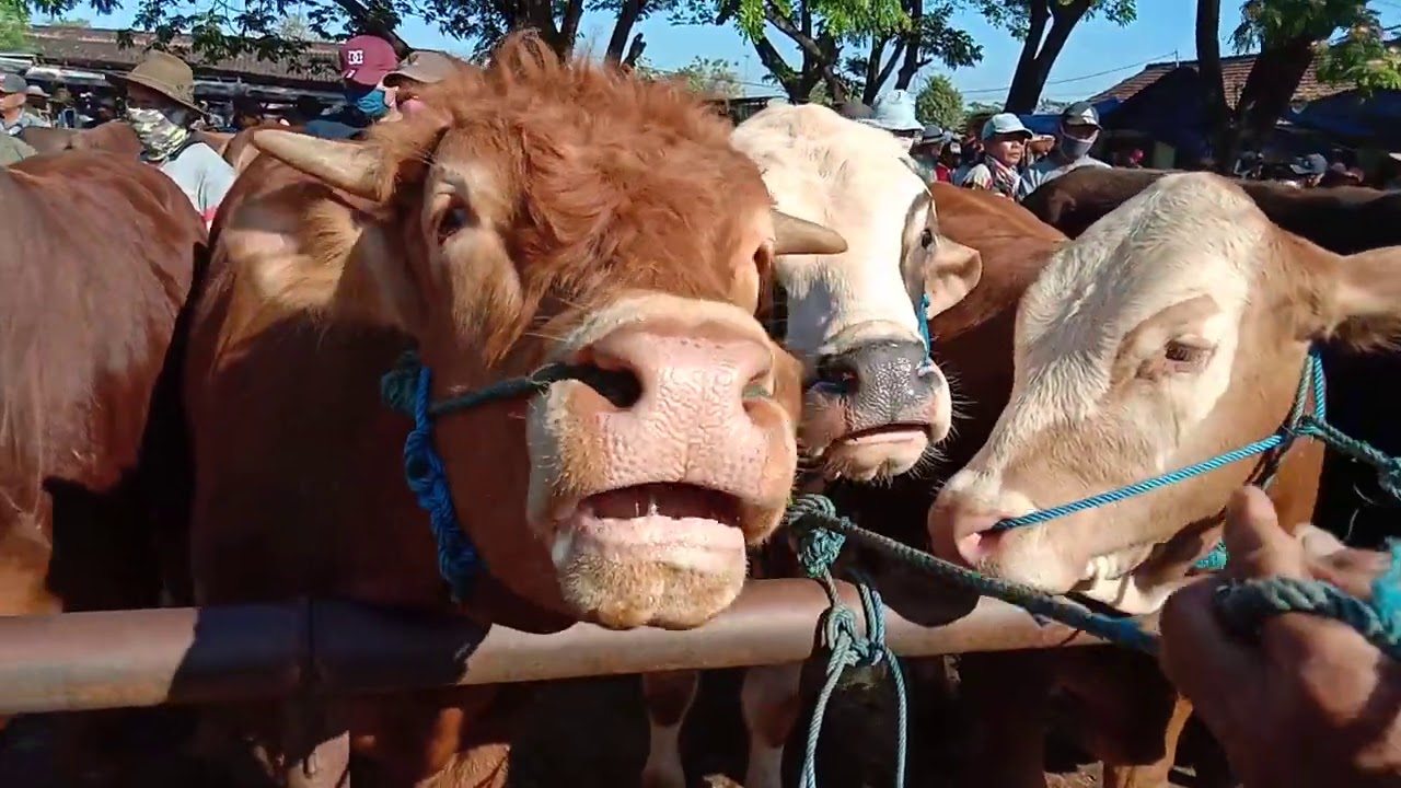 Harga Sapi Terbaru 1 suro 20 Agustus 2020 Pasar Pon Pati Harga Sapi PO