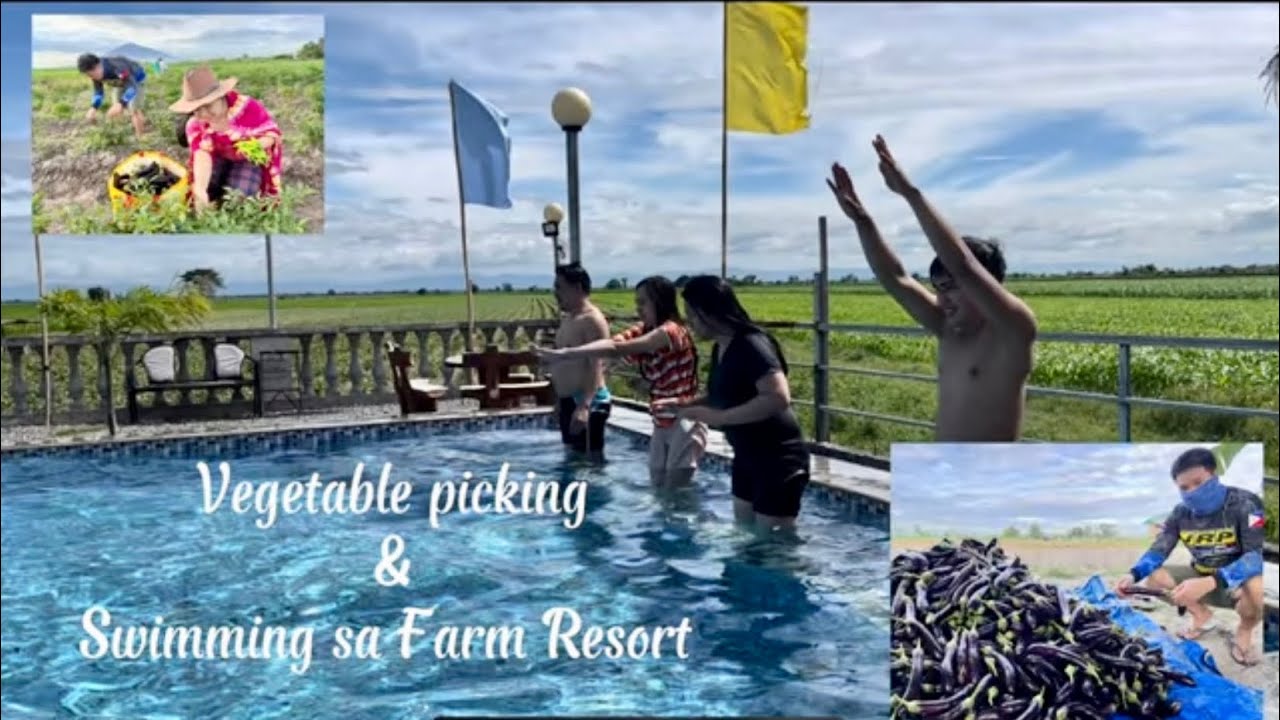 Castillo Farm Resort Vegetable Picking and Swimming