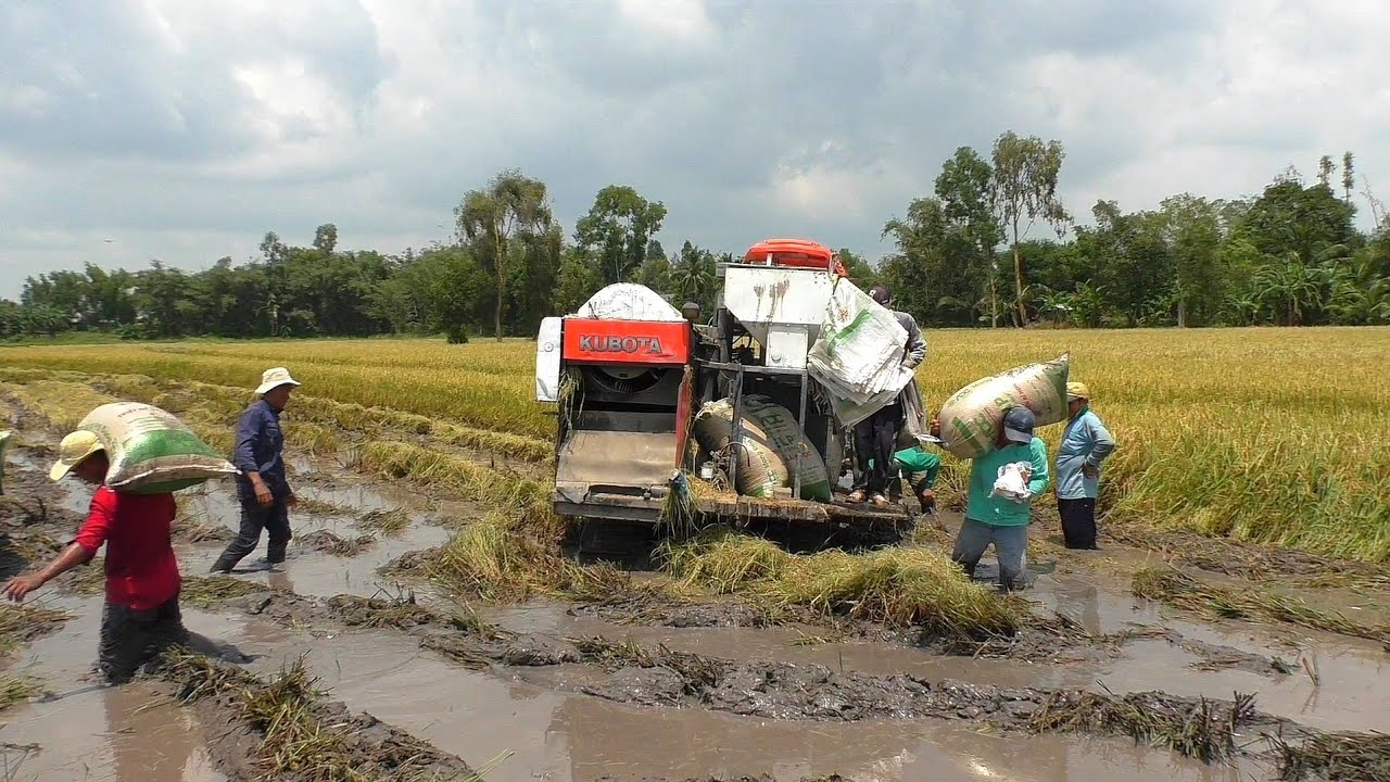 Difficult rice harvest in Vietnam when the land is muddy YouTube