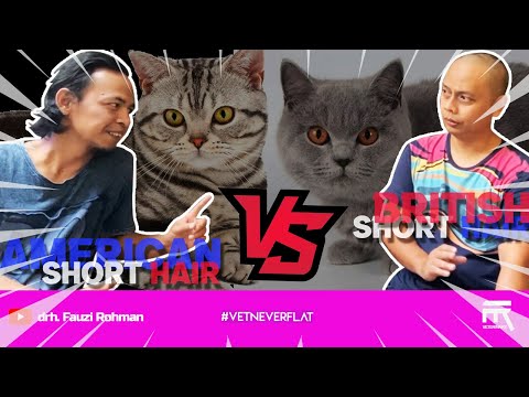 Video: Kucing American Shorthair: Deskripsi Ras, Karakteristik Karakter Dan Perilaku, Aturan Perawatan Dan Pemberian Makan Kucing, Foto