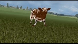 The Stanford University Cow Pasture