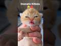 Dramatic Kittens🐾🥰 #kittena #catlovers #babycat #shorts #viral #catvideos #funnycats