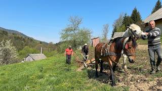 Mountain Life: Planting Potatoes with Grandma & Grandpa ⛰️🥔