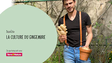 Comment faire pousser du gingembre chez soi ?