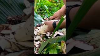 Memasak Talas Dalam Bambu // Cooking Taro in Bamboo