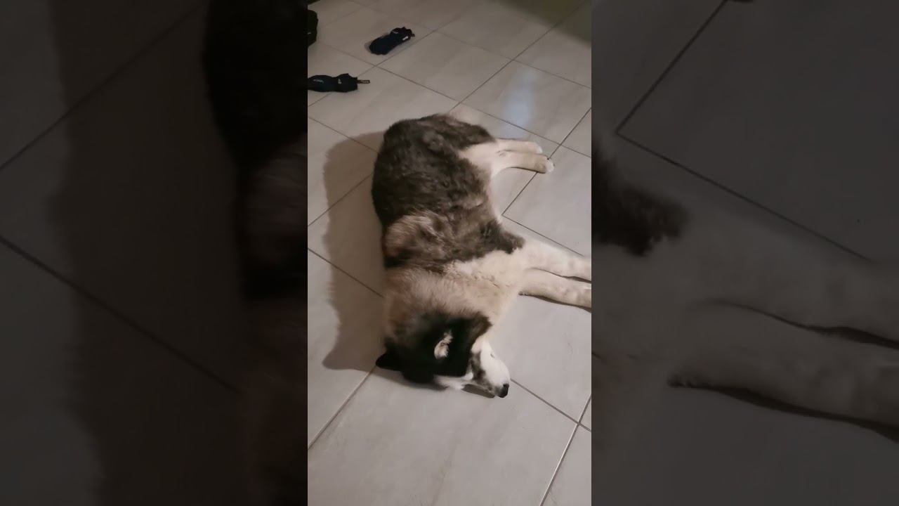Roomba vs dog