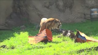 Double the fun! Memphis Zoo reveals genders of two new Sumatran Tiger cubs