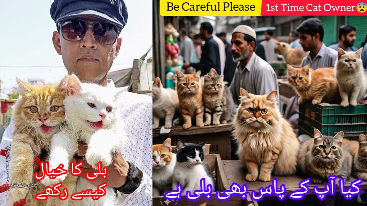 Kitty Lovers | How to Care Cats at Home | How to Train Kitten | Cat Training Tips | 