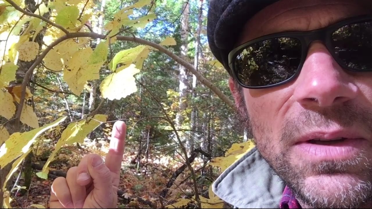 PEAK-LEAF AND Columbus is a FAKE!  Curry Caputo Maine VLOG 184