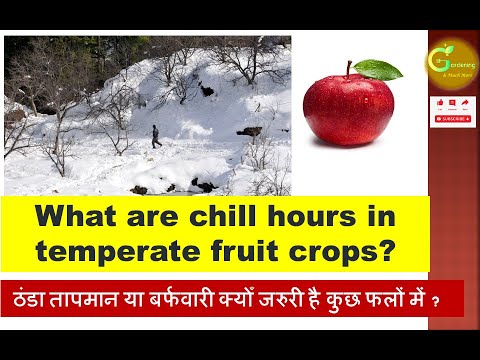 वीडियो: चिल आवर्स क्या हैं - पौधों में ठंड के समय के बारे में जानें