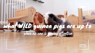 what WILD guinea pigs are up to when no one is paying attention