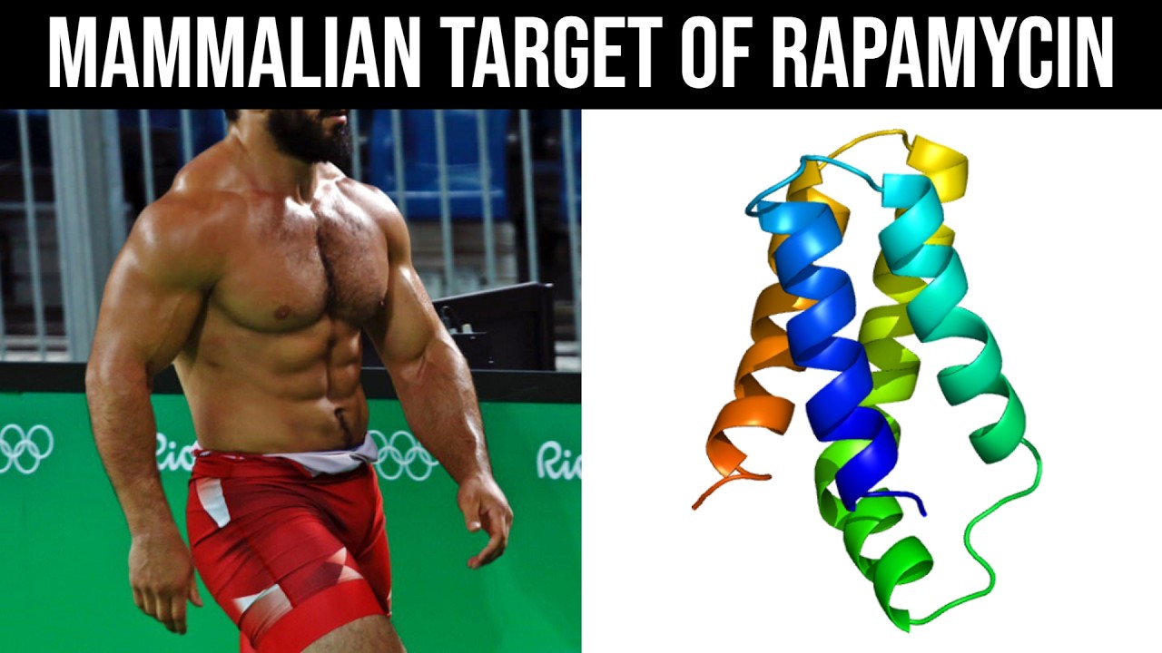 How to Maximise mTOR Naturally to Build Muscle on Command